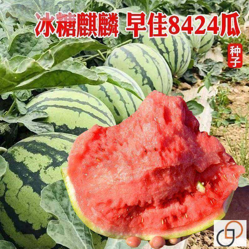 8424西瓜种子麟少籽懒汉西瓜特大高产巨型脆甜家麒庭园艺种子大全