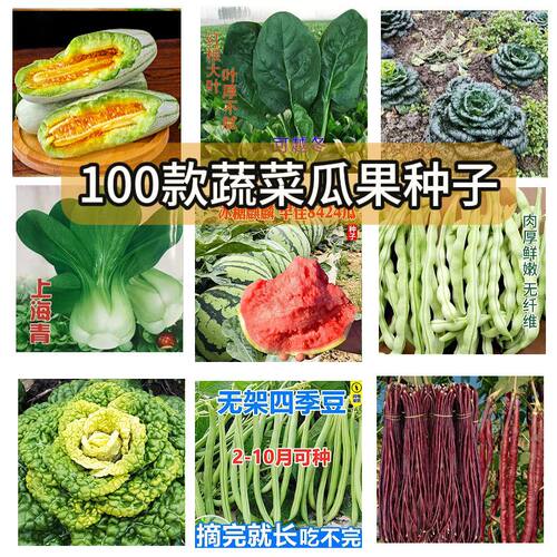豆角种子大全长豆角豇豆无架豆籽四季产豆扁豆刀豆春秋高蔬菜种子