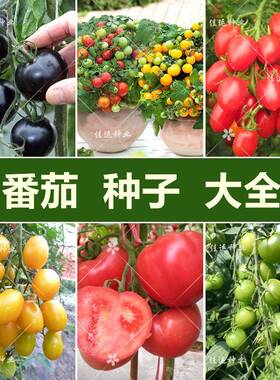 番茄种子大全阳台盆栽营养土种圣女果樱桃大小西红柿粉果四季易播
