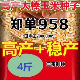 高产大棒玉米种郑单958新种子子长粒农科院培育矮杆抗倒伏玉米种