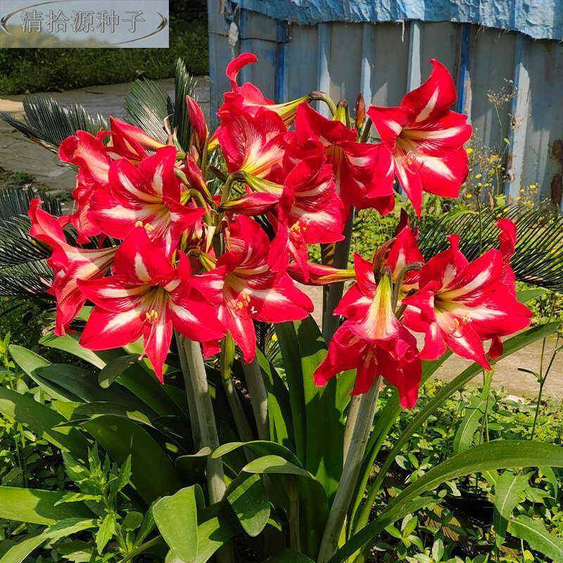 朱顶红种球单瓣土朱多栽年生室阳内台四季盆栽地庭院绿植花卉植物