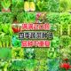 四季 农家阳台蔬菜种籽 南方青菜种籽大全生菜菠菜香白菜园艺秋冬季