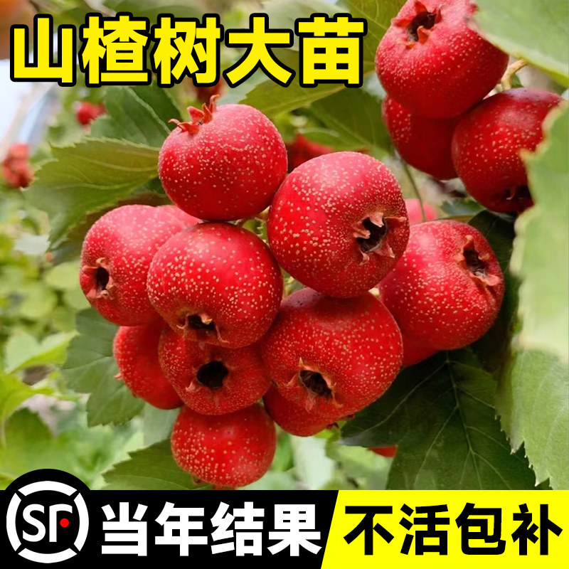 山楂树果活苗嫁接盆栽地栽南方北方庭院种植特大树山楂苗当年结果