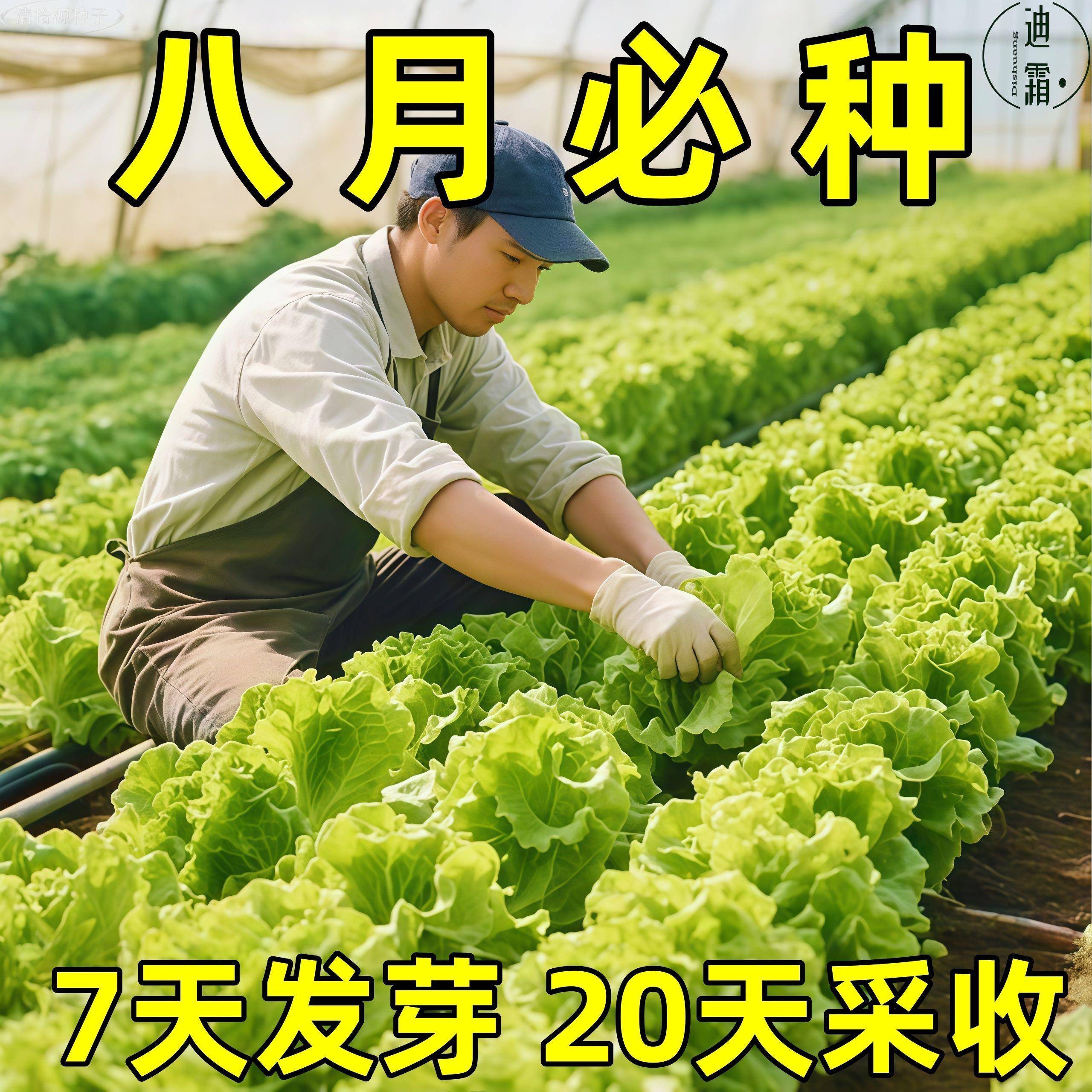 意大利生菜种子秋季耐热四季奶油生菜籽农家阳台盆栽菜蔬种子大土