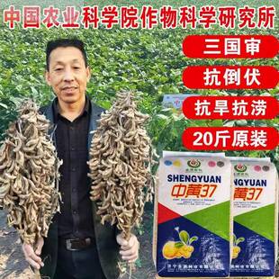 农户大面积种植大种豆种子 黄豆种子 中黄37 高产大豆子早熟抗病