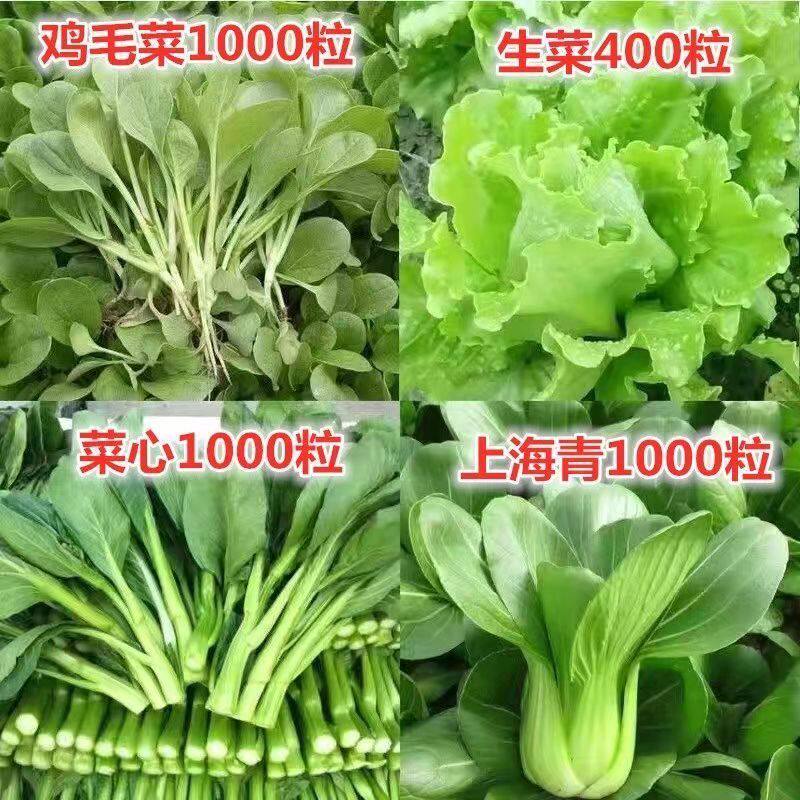 蔬菜种子香菜黄瓜番茄辣椒豆角四季豆植物生菜萝卜白菜籽大全去虫