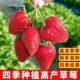 四油季 红奶草莓种子食用香甜大果新手易种阳台盆栽水果蔬菜种籽苗
