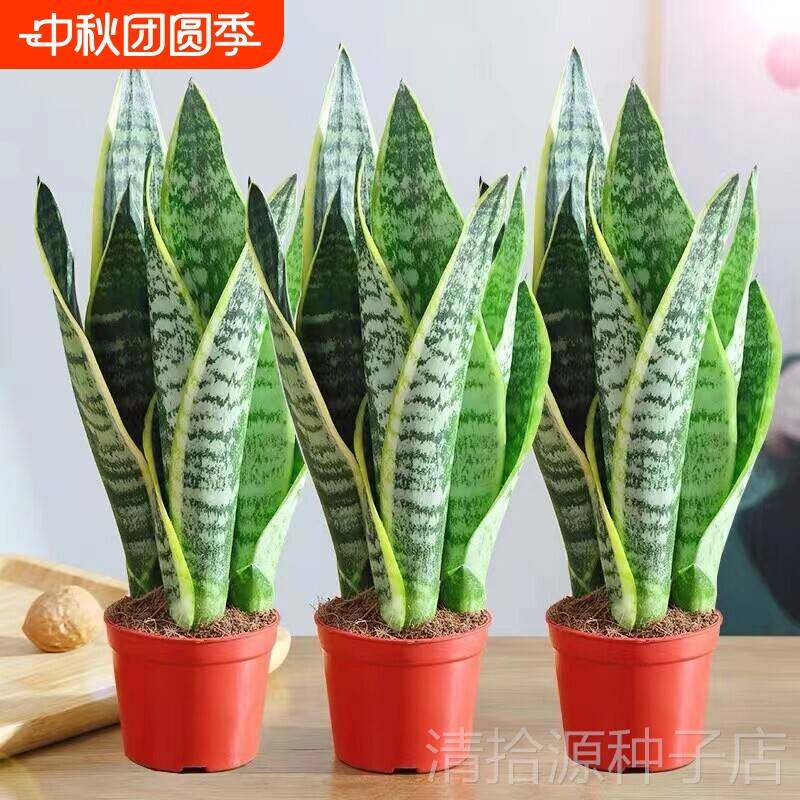 金边虎皮兰绿植盆栽水培办公室内多肉植物花卉客厅大型盆景虎尾兰