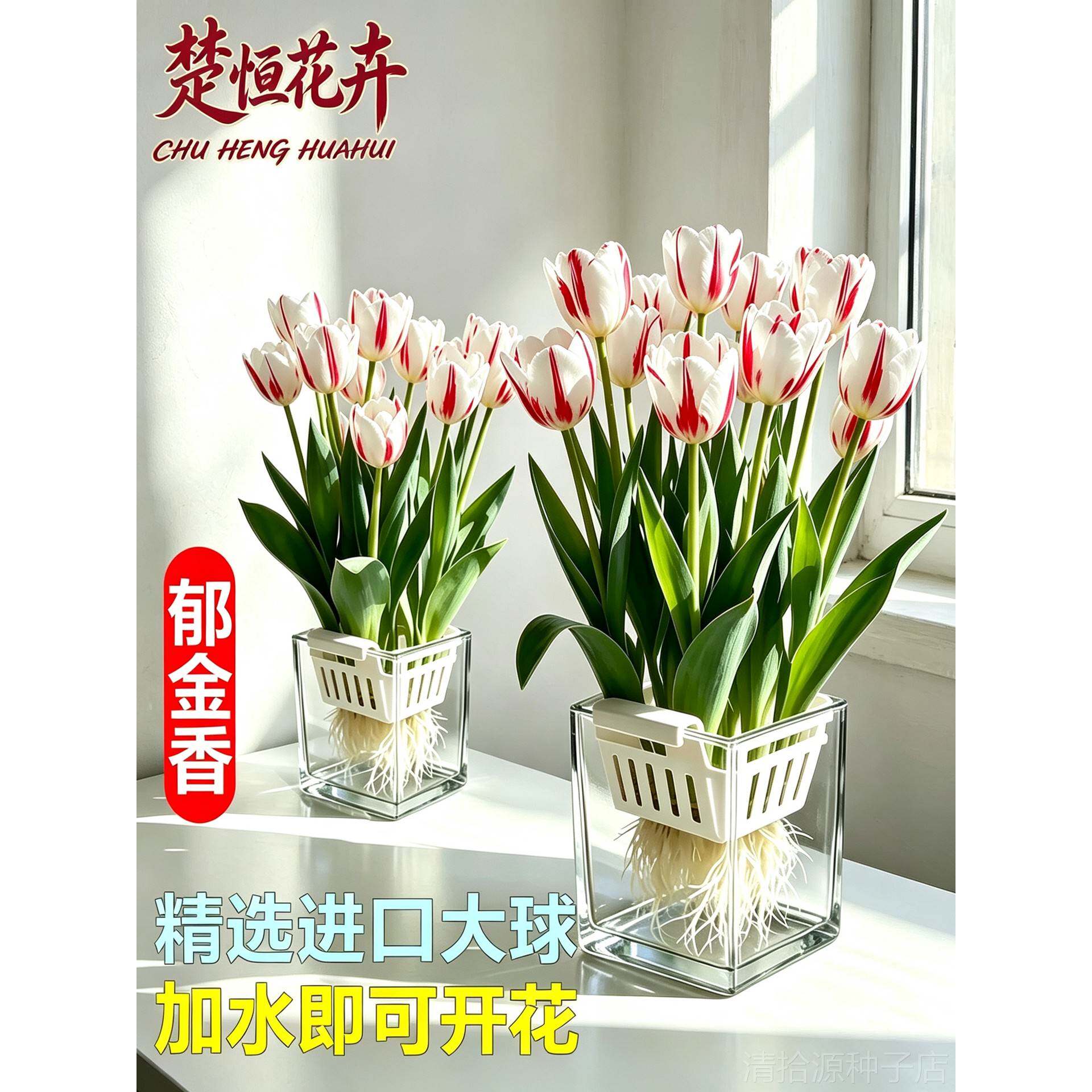 荷兰进口重瓣郁金香大种球水培土培地栽耐寒花卉100个自然球