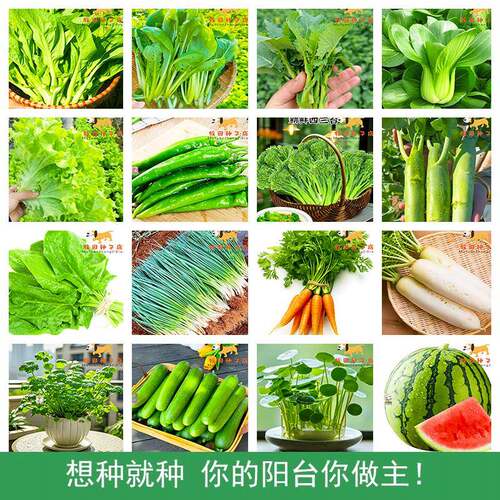 蔬菜种子四季播盆栽阳台庭院香菜辣椒番茄黄瓜豆角西瓜保鲜剂大全