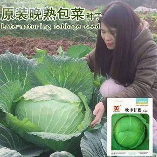 扁大包菜種子晚熟平薄葉甘藍籽耐寒蔬菜大頭菜扁蓮花白茴子白