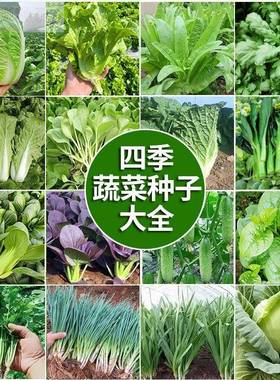 100种开春季春蔬瓜菜子茄套餐丝瓜黄辣椒HICREAT豆角蔬玉种米子农
