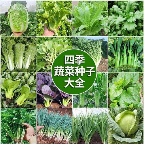 100种开春季春蔬瓜菜子茄套餐丝瓜黄辣椒HICREAT豆角蔬玉种米子农