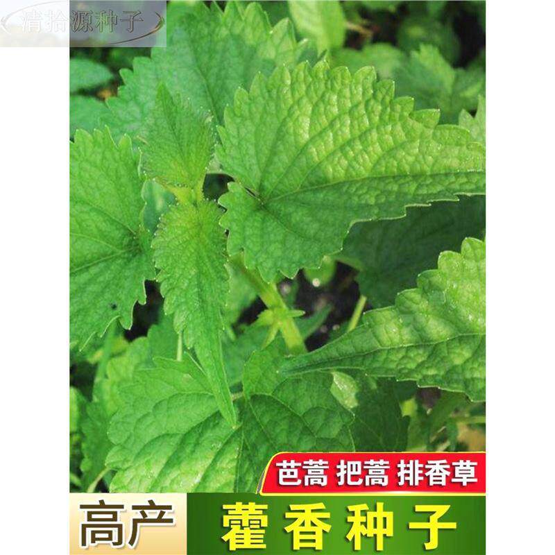 新鲜香种子食藿用藿香盆栽原土霍香苗五香叶鱼香种子阳台庭院蔬菜