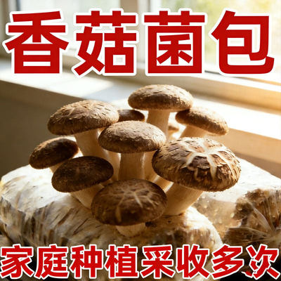 香菇菌包袋装蘑菇种植包菌种盆栽家庭种菌菇食用家庭新平鲜菌棒