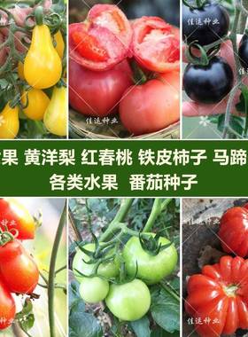 番茄种子大全阳台盆栽营养土种圣女果樱桃大小西红柿粉果四季易播