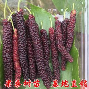 果桑苗树莓桑葚苗地栽盆栽养蚕四季果树苗南方北方苗种植桑树树苗