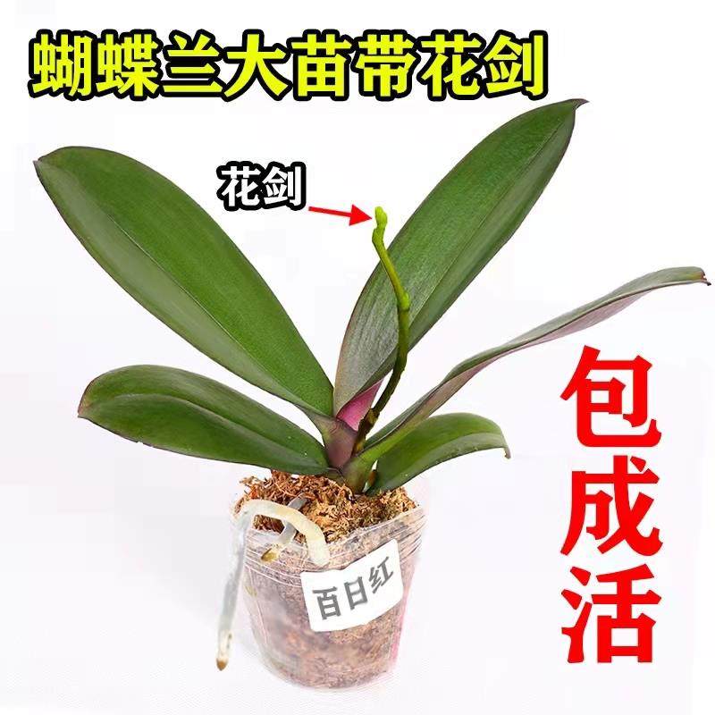 【双剑清仓蝴蝶兰花苗带花剑带花苞盆栽客厅室内】植物花卉好养活,鲜花速递/花卉仿真/绿植园艺,土壤覆盖物,淘宝优惠券,粉丝福利购,淘宝优惠卷