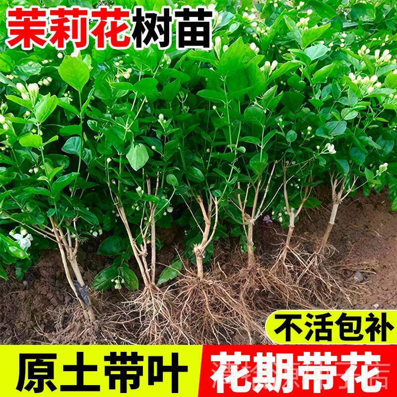 正宗重瓣茉莉花树苗盆栽老桩庭院阳台浓香小苗