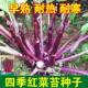 红菜苔蔬菜子菜心十月红紫菜苔红菜苔家庭种植四季 阳台庭院种易播