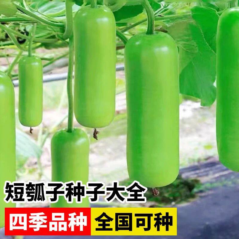 瓠瓜园艺短棒瓠子瓜种籽蒲瓜籽种春季播夏秋季菜种籽四季蔬菜园艺