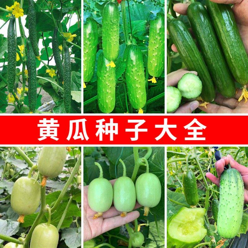 5包 津研四号刺黄瓜种子产春季四季阳台庭院盆栽土壤播种蔬菜黄瓜