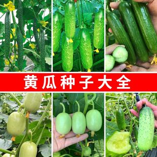 5包 津研四号刺黄瓜种子产春季四季阳台庭院盆栽土壤播种蔬菜黄瓜