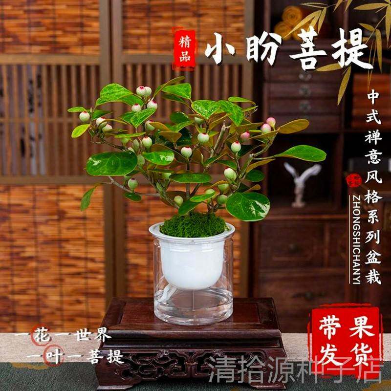 艾莹小盼菩提盆栽客厅绿植花卉懒人好养办公室内工位桌面花卉盆景