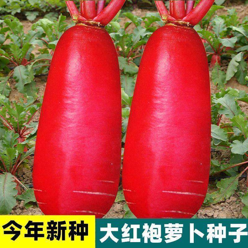 大红袍萝卜种子高产早熟满身红水果萝卜种子红皮白肉庭院秋播种植