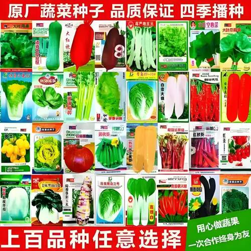 66种开春季春蔬菜子套餐丝瓜黄瓜辣椒HICR种蔬EAT豆角玉米茄子农