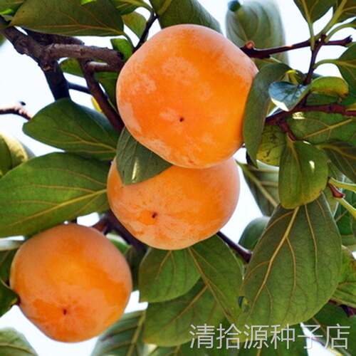 柿子苗树苗嫁接果树苗南北方种植地栽火晶柿脆甜柿子树苗当年结果