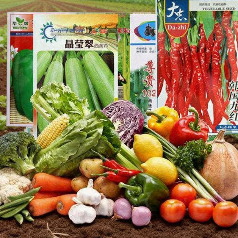 蔬菜种子组合装四季播菜种肥阳台盆栽庭院易种春秋季蔬菜种子大全图片
