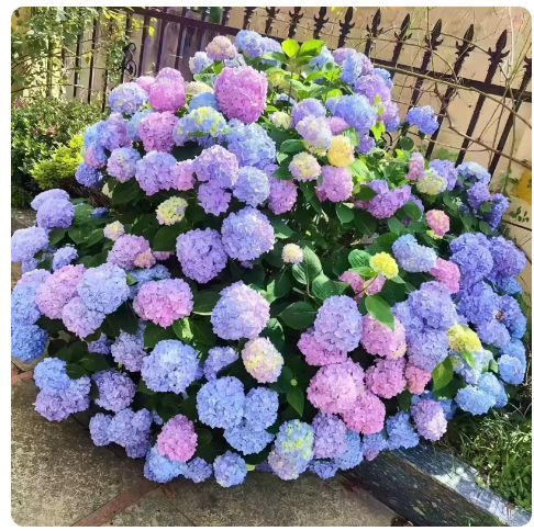 绣球花种子绣球花籽四季播种开花多年生花无机肥种植庭院易活室外