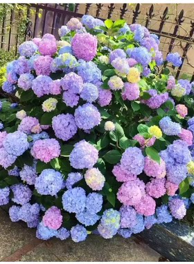 绣球花种子绣球花籽四季播种开花多年生花无机肥种植庭院易活室外