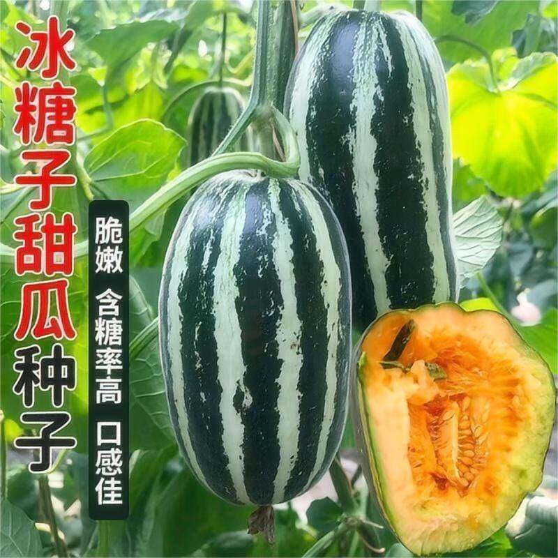 甜掉牙冰糖子甜瓜种子四季种高产庭院阳台盆栽冰糖甜瓜水果种子