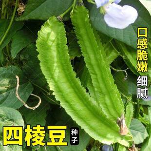 四子棱豆种苗秧豆角四角皇帝豆种籽四季蔬菜菜籽孑龙豆四棱豆种籽