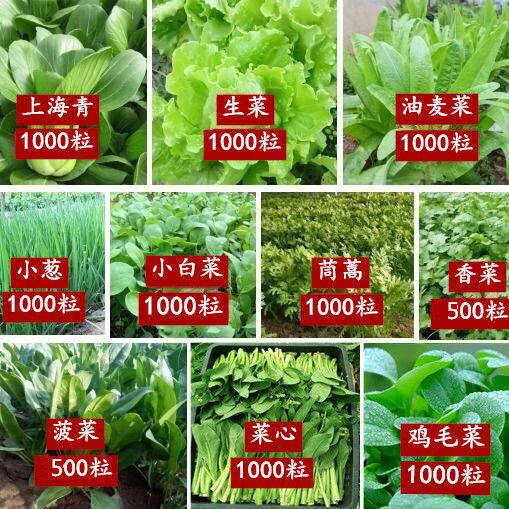 蔬菜种子南北方农家阳台盆栽海藻水培种菜香菜生菜秋冬种植蔬菜籽