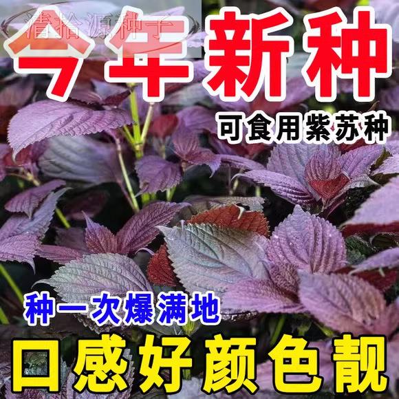 紫苏子紫苏种子菜紫苏叶种籽盆栽可食用种植苗四季籽种蔬孑苏子叶