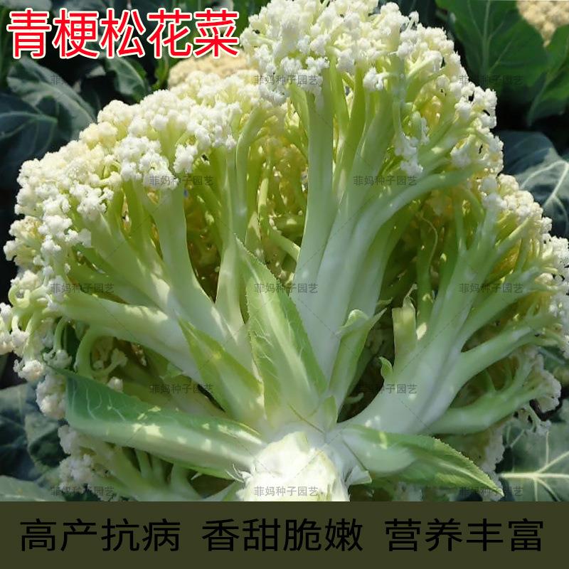 青梗松花菜种子白散花菜白菜花田大春秋播蔬菜种孑青梗花椰菜种籽
