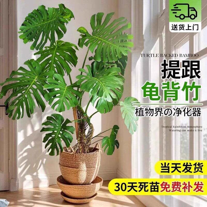 大叶老桩龟背竹室内大盆栽植物客厅电视柜旁边大型绿植花卉盆栽