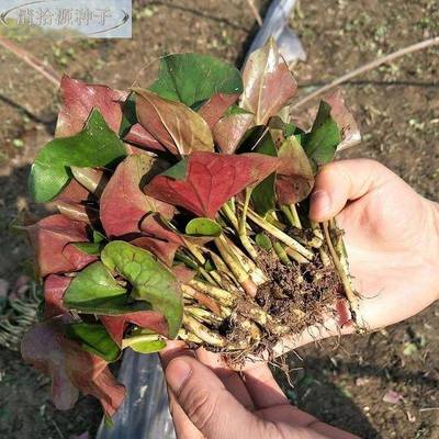 鱼腥草种子 籽折根种根种种耳苗新盆栽四季贵州云鲜南四川