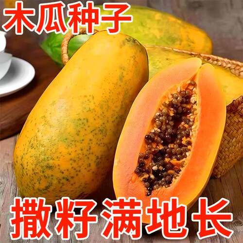 原装矮化红妃木瓜种子进口杂交特大高产红心非转基因水果木瓜种孑