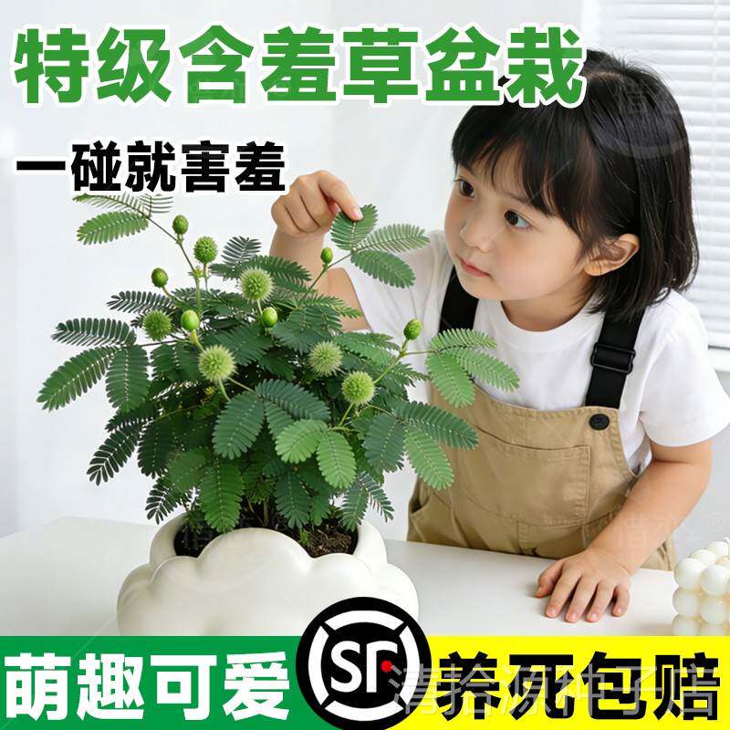 含羞草盆栽水培植物花卉室内好养活四季常青办公室桌面绿植好养活