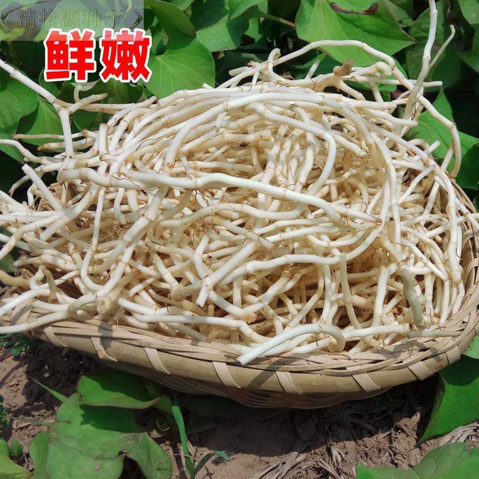 新鲜鱼腥草嫩根折的耳根节节根现挖蔬菜【重量尾号为1发顺丰】,鲜花速递/花卉仿真/绿植园艺,土壤覆盖物,淘宝优惠券,粉丝福利购,淘宝优惠卷