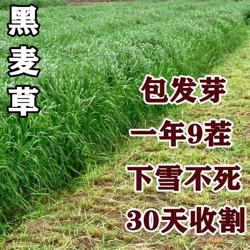 多年生黑麦草种子小籽冬牧70黑麦草种籽大耐寒牧草四籽季常青养牛