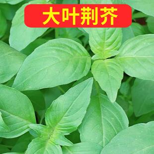 荆芥种大子叶河南罗勒种孑春秋菜籽种大全四季苋菜汉菜种籽蔬菜种