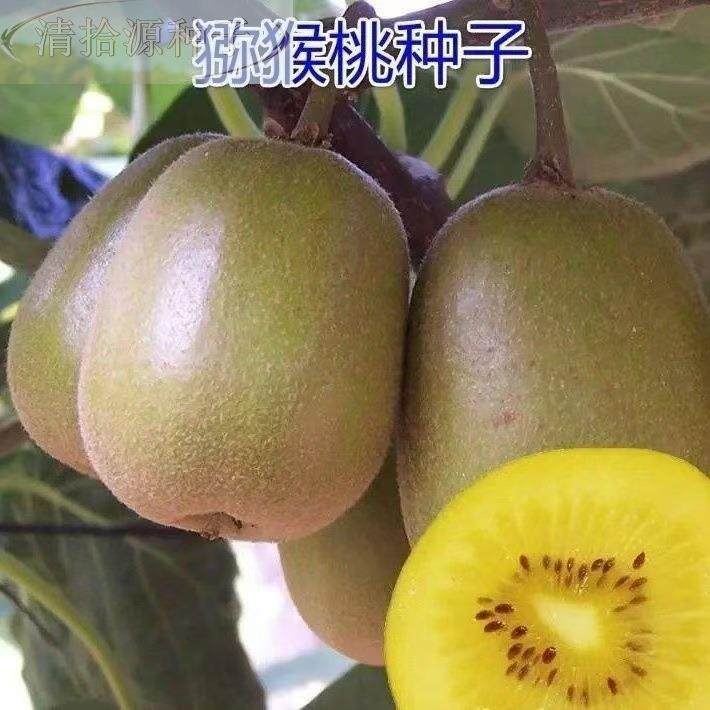 猕猴桃种种子野种生四季盆栽果树黄心红心猕猴桃子农家果树子种籽