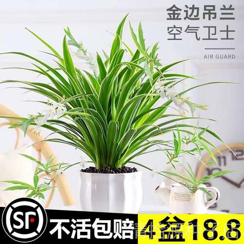 金边吊兰盆栽花卉植物室内阳台净化空气去甲全小绿植水培垂吊客厅