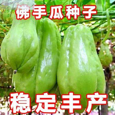 新种藤上市】佛手瓜种【子菜早熟特大佛手瓜蔬种子爬千金瓜种子,鲜花速递/花卉仿真/绿植园艺,时令草本花卉,淘宝优惠券,粉丝福利购,淘宝优惠卷