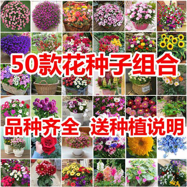1斤 批发各种花种子四季花籽野花组合满天星草皮草坪波斯菊向葵花图片